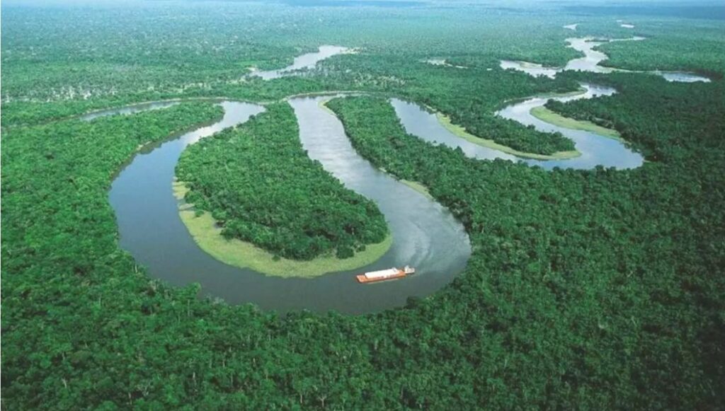 Amazon Forests